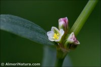 Polygonum aviculare