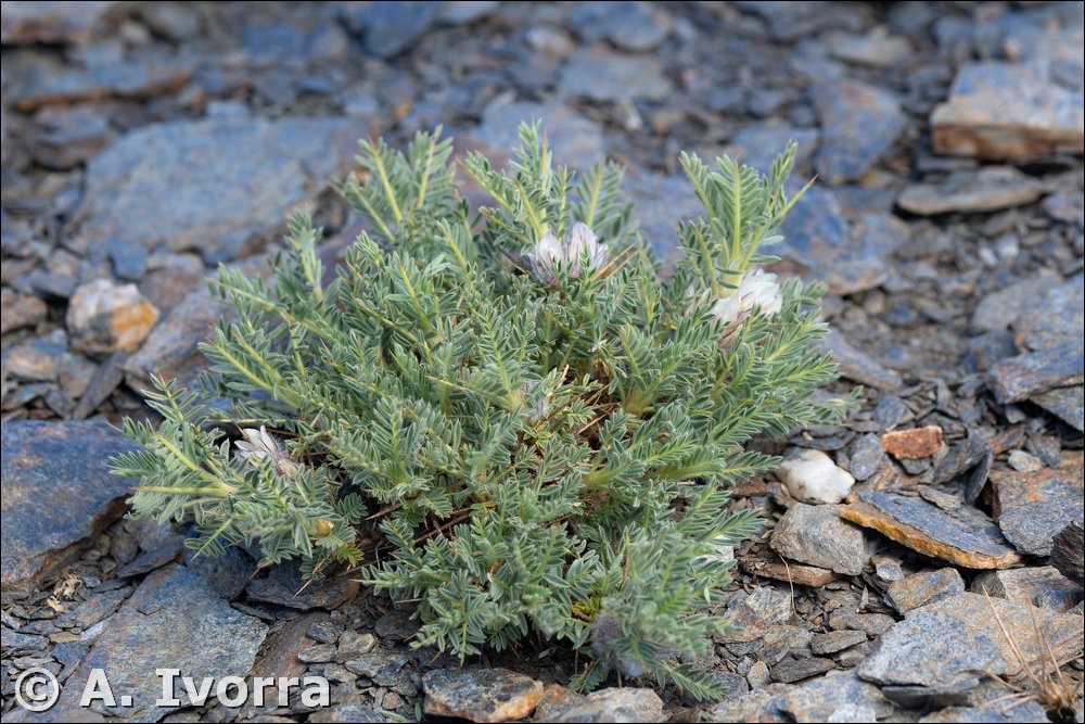 Astragalus nevadensis