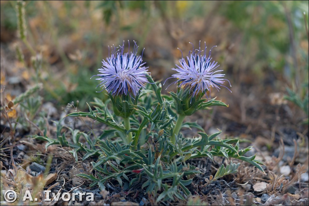 Carduncellus monspelliensium var. almeriensis