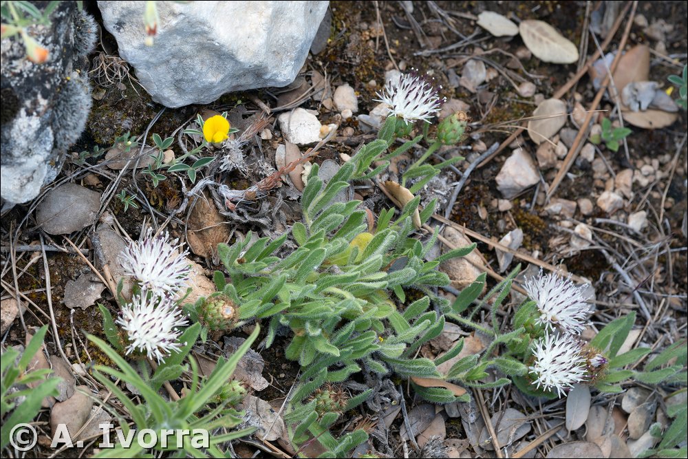 Centaurea antennata subsp. meridionalis