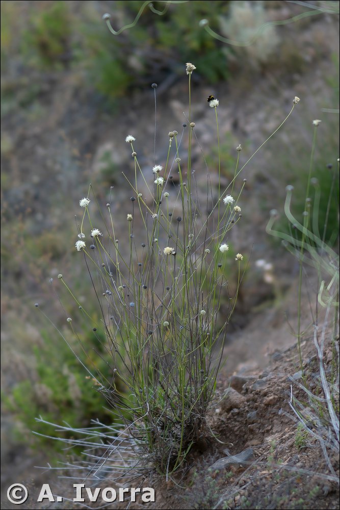 Cephalaria linearifolia