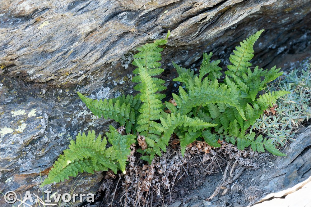 Dryopteris filix-mas