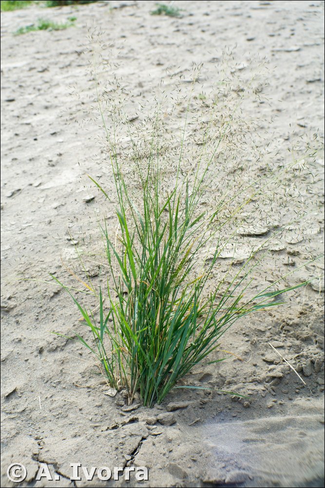 Eragrostis papposa