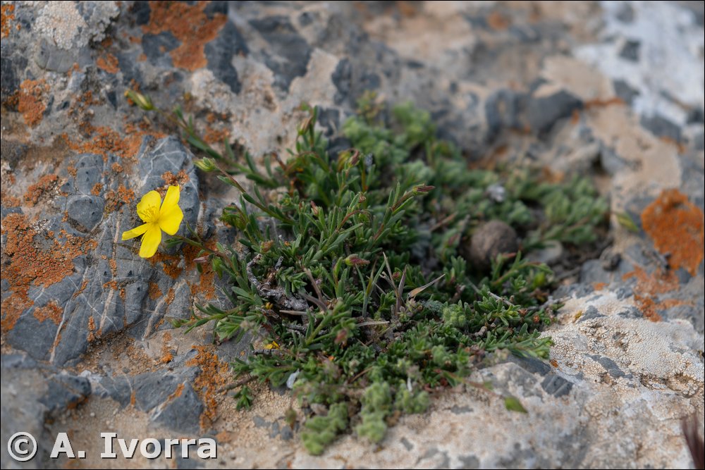 Fumana paradoxa