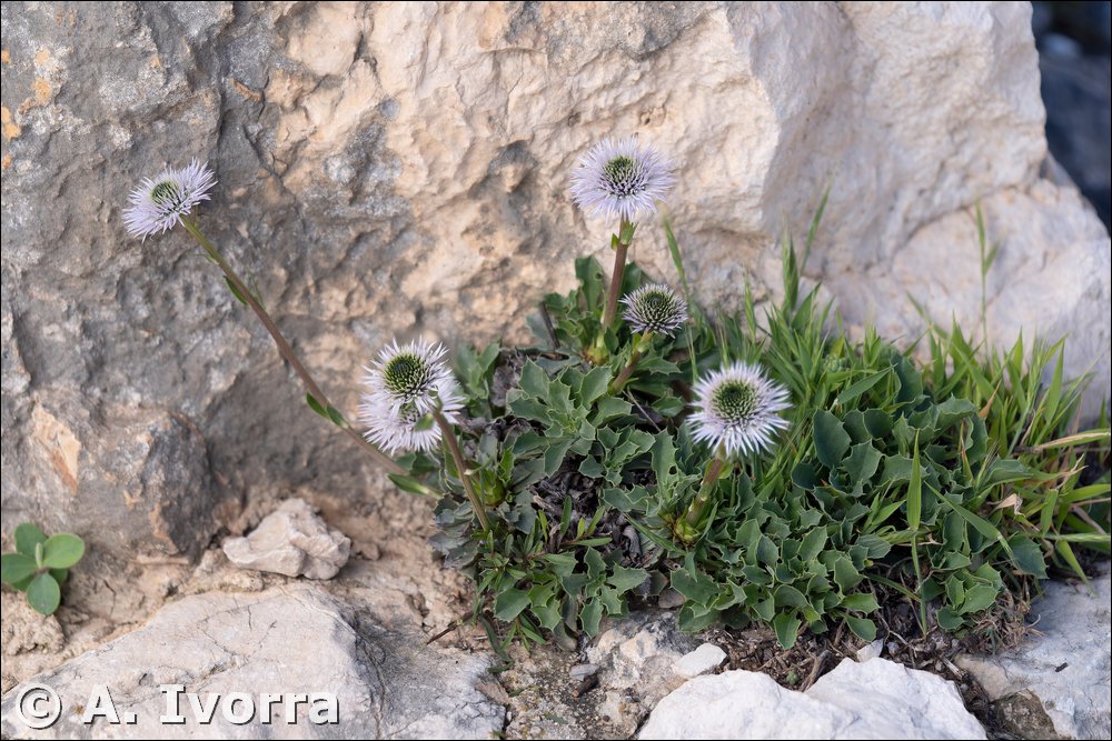 Globularia spinosa
