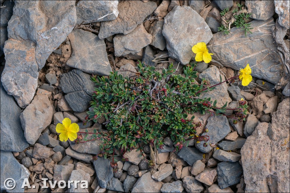 Helianthemum neopiliferum