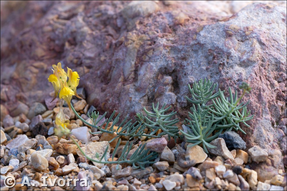 Linaria ilergabona