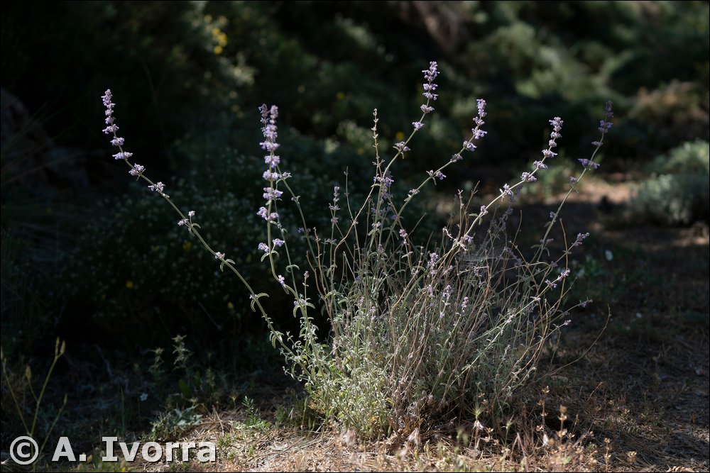 Nepeta mallophora