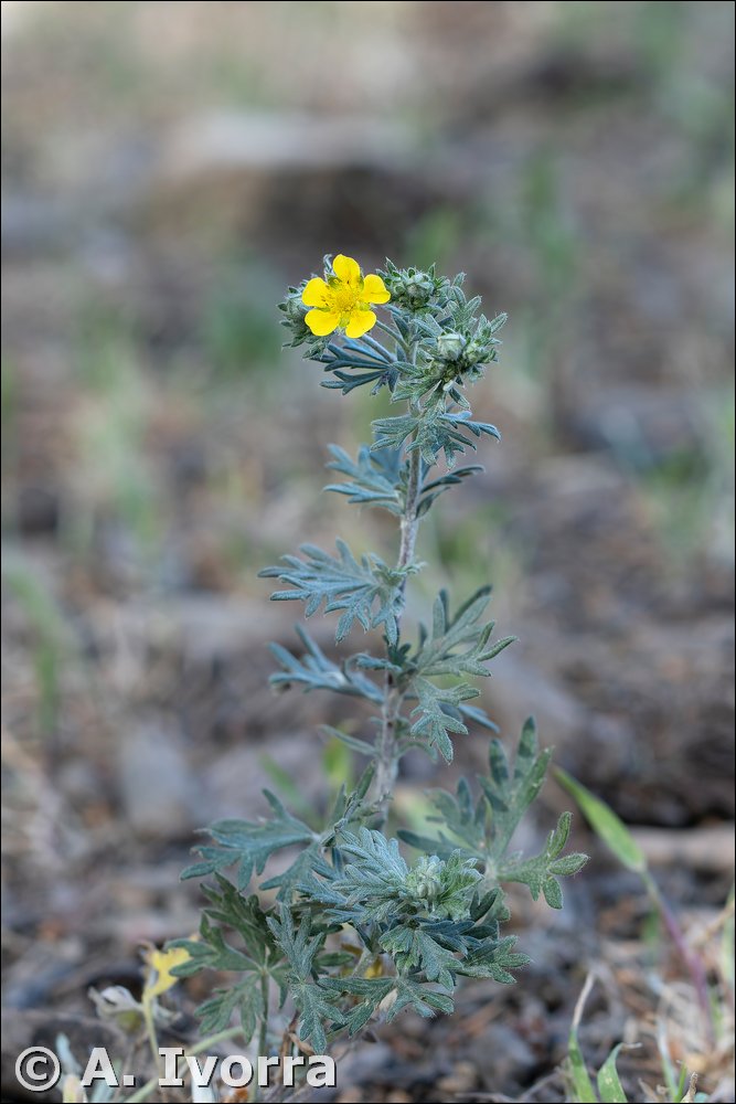 Potentilla argentea